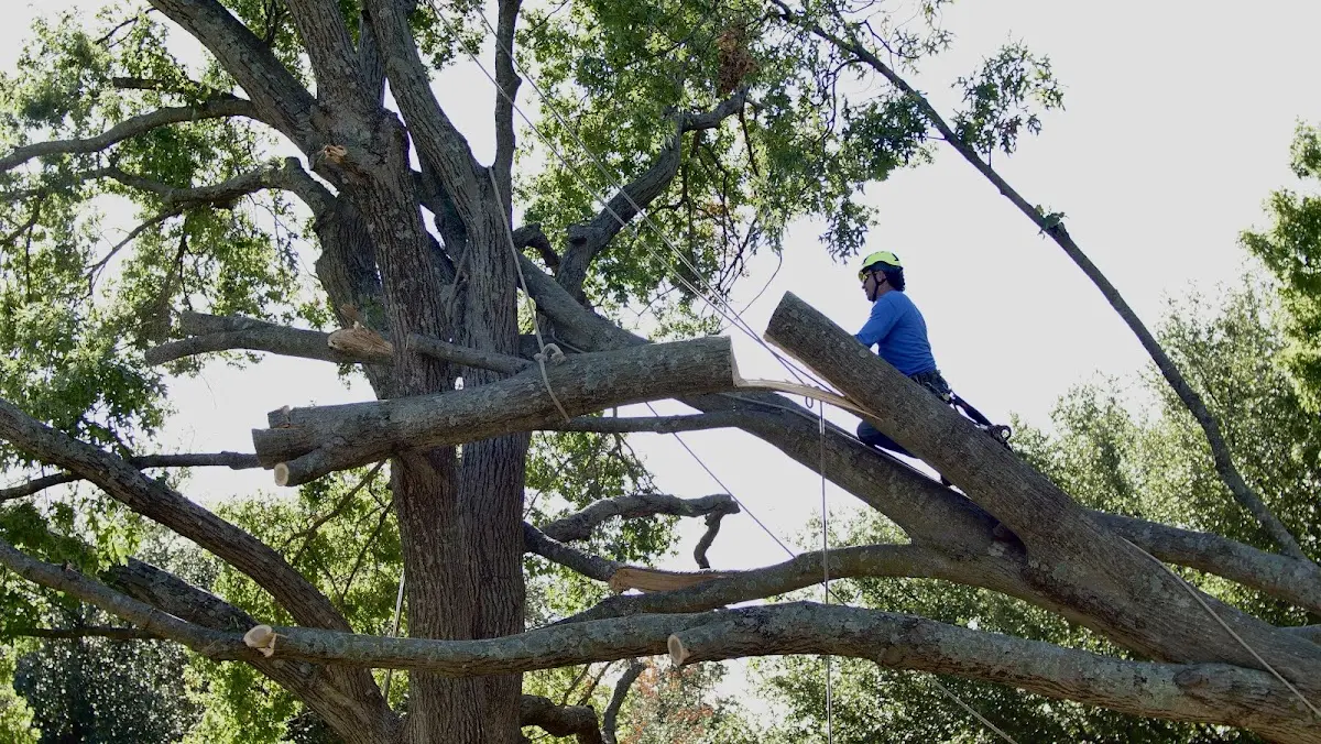 Professional Hazardous Tree Removal performed by certified arborists in Morse