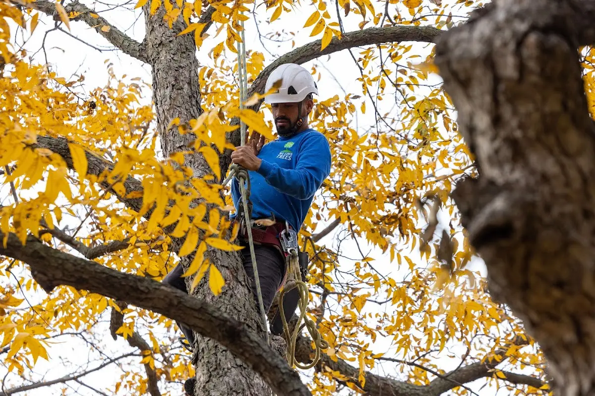 Skilled Tree Trimming crew working in Morse